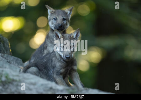 Due cucciolo di lupo (Canis lupus) in estate, Neuhaus, Bassa Sassonia, Germania Foto Stock