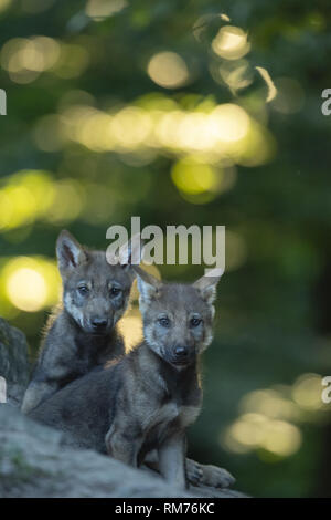 Due cucciolo di lupo (Canis lupus) in estate, Neuhaus, Bassa Sassonia, Germania Foto Stock