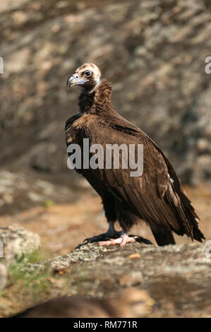 Cinereous eurasiatica (nero) Vulture (Aegypius monachus), a piena lunghezza Ritratto Foto Stock