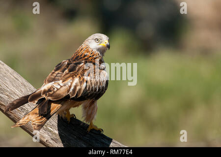 Aquilone rosso, Milvus milvus, appollaiato su un ramo Foto Stock