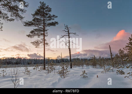 Frosty mattina nella torbiera alta esistenti. Paesaggio con le piante congelate. La lettonia. Foto Stock