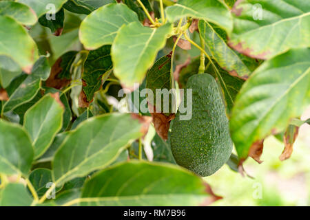 Tropicale albero di avocado con verdi maturi frutti di avocado crescente su plantation su Gran Canaria Island, Spagna, pronto per il raccolto stagionale Foto Stock