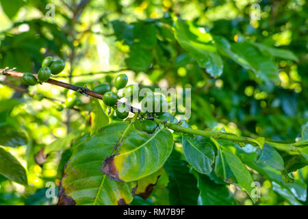 Il ramo di arabica coffee tree su plantation con maturazione verde i chicchi di caffè close up Foto Stock