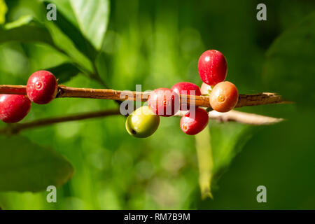 Il ramo di arabica coffee tree su plantation con maturazione verde i chicchi di caffè close up Foto Stock