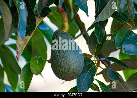 Tropicale albero di avocado con verdi maturi frutti di avocado crescente su plantation su Gran Canaria Island, Spagna, pronto per il raccolto stagionale Foto Stock