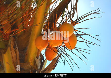 Noci di cocco mature (Cocos nucifera) su un albero di palma. Foto Stock