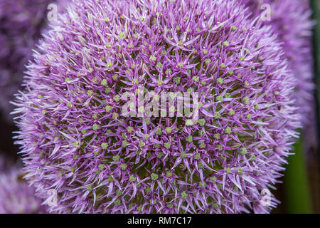 Allium (rotondo e viola) nel pieno fiore Foto Stock