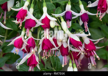 Fuchsia Hermiena nel pieno fiore Foto Stock