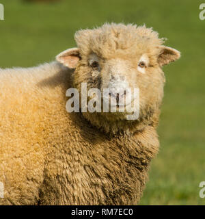 pecore Foto Stock