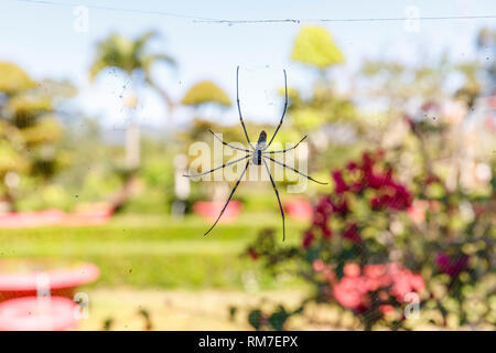 Ripresa macro di un grosso ragno appendere su un sito web Foto Stock