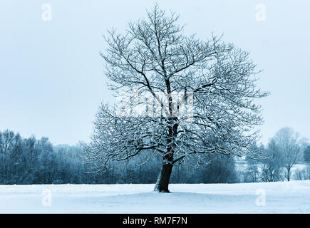 Una quercia sorge in un parco in un paesaggio innevato scena Foto Stock