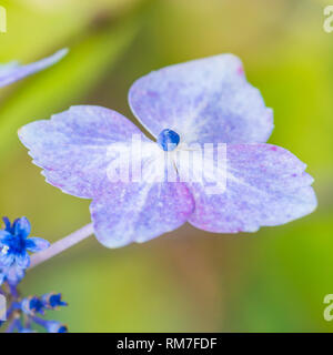 Una ripresa macro di un lacecap hydrangea bush bract. Foto Stock