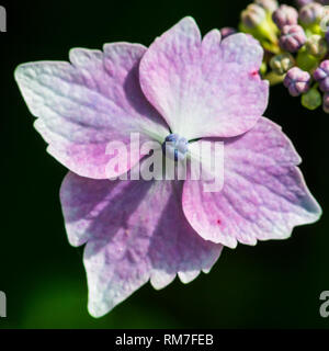 Una ripresa macro di un lacecap hydrangea bract. Foto Stock