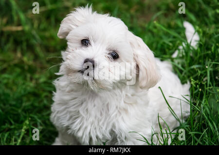 Carino doggie bianco guarda fiducioso carino doggie bianco guarda fiducioso Foto Stock