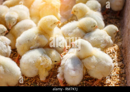 Un sacco di giallo pulcini, azienda agricola di pollame Foto Stock