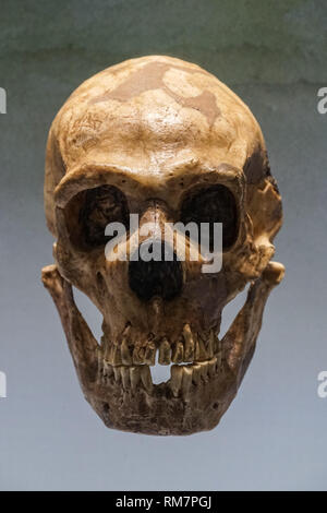 Il Cranio di Homo neanderthalensis presso il Museo di Storia Naturale di Vienna in Austria Foto Stock