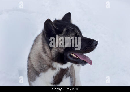 Carino akita americano è in piedi su un bianco della neve. Grande cane giapponese. Gli animali da compagnia. Cane di razza. Foto Stock