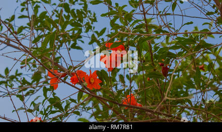 Fiori di melograno su rami verdi. Foto Stock