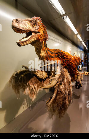 Ricostruzione del dinosauro di Deinonichus piume al Museo di Storia Naturale di Vienna, Austria Foto Stock