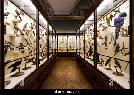 Display ornitologica presso il Museo di Storia Naturale di Vienna, Austria Foto Stock