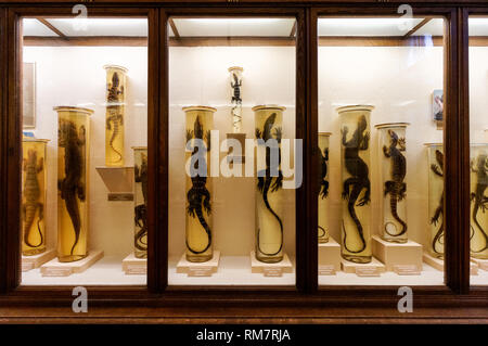 Collezione di rettili presso il Museo di Storia Naturale di Vienna, Austria Foto Stock