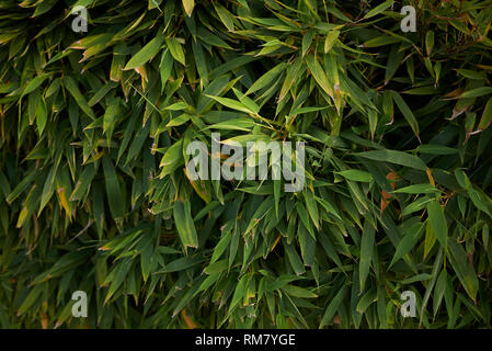 Phyllostachys aurea, foglie di bambù vicino fino Foto Stock