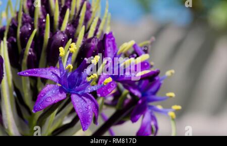 Scilla peruviana " Caraibi gioielli blu zaffiro' Foto Stock