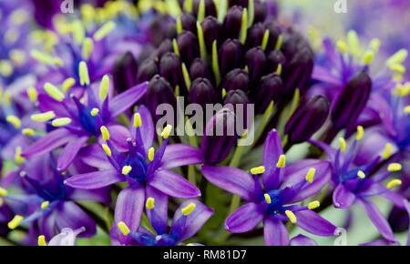 Scilla peruviana " Caraibi gioielli blu zaffiro' Foto Stock