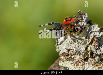 La Coccinella spider Eresus kollari in posizione di difesa Foto Stock