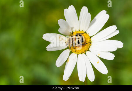 Bee beetle Trichius fasciatus seduto sul piccolo fiore bianco Foto Stock