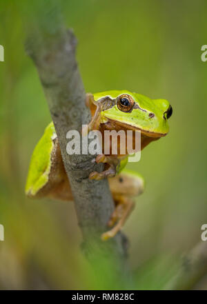 Bel verde raganella, Hyla arborea, seduti su stick in Repubblica Ceca Foto Stock