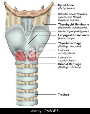 Anatomia della laringe 3d medical illustrazione vettoriale su sfondo bianco Illustrazione Vettoriale