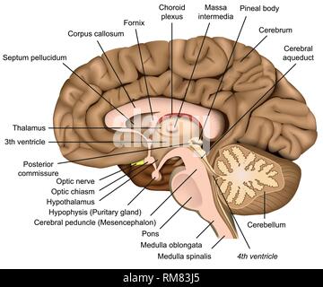 Cervello umano anatomia 3d illustrazione vettoriale su sfondo bianco Illustrazione Vettoriale
