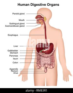L'apparato digestivo umano ,medical illustrazione vettoriale su sfondo bianco Illustrazione Vettoriale