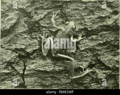 . Relazione annuale - New York Zoological Society. Zoologia. 156 NEW YORK Zoological Society.. TREE TOAD, HYLA arborea. Una specie europee. delicate tonalità di rosa corallo. Un altro interessante frog è stato pre- rappresentavano per la società dal Sig. William T. Davis. Esso rappresenta una delle specie che si trovano solo in una piccola area nel sud del New Jersey, ed è tecnicamente nota come Rana virgatipes, far fronte. Il Tree-Frogs o Tree-Toads (Hylidce) sono ben rappresentati nella collezione, e variano in dimensioni da piccolo " Peeper" {Hyla pickeringii)-l'forecaster della molla da una grande West Indian spe- cies che prede su albero l Foto Stock