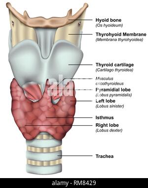 Anatomia della ghiandola tiroide medical 3d illustrazione vettoriale Illustrazione Vettoriale