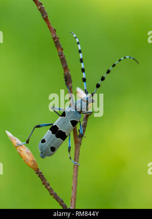 Rosalia Longicorn Rosalia alpina, in repubblica ceca. Foto Stock