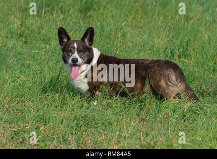 Il tigrato maschio Welsh Corgi Cardigan in un'erba Foto Stock