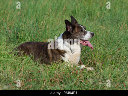 Il tigrato maschio Welsh Corgi Cardigan in un'erba Foto Stock