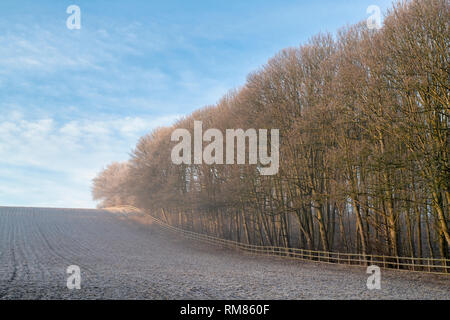 Inverno faggio nel gelo e nebbia. Vicino a Burford, Cotswolds, Oxfordshire, Inghilterra Foto Stock