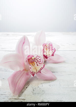 Freschi di fiori di cymbidium orchid Foto Stock