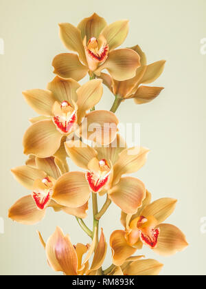 Freschi di fiori di cymbidium orchid Foto Stock