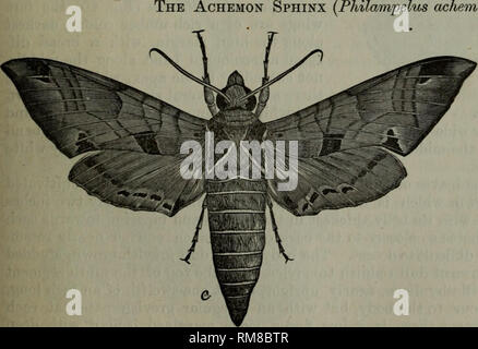 . Relazione annuale - Società Entomologica di Ontario. Società Entomologica di Ontario; pesti di insetto; gli insetti. La Sfinge Achemon ackemori).. fFig. 42. Nella nostra relazione per il 1872 abbiamo pubblicato una descri- zione di questo insetto che è una molto bella e affascinante creatura nella perfetta o moth stato (Fig. 42), e una molto strano oggetto guardando come si vede nella condizione larvale. Molto recentemente il dott. John H. Gamier, di fortuna- ora, Ont., ha scritto di noi in riferimento a questo insetto, che egli ha trovato di ferire i suoi vigneti. Ha trovato sever- al di larve alimentazione su un vitigno di Rebecca, per l. Si prega di notare che il TS Foto Stock