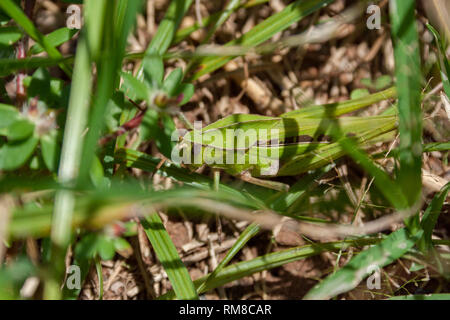 Cavalletta verde (Xyleus sp.) (eventualmente Xyleus insignis) in erba, Asunción, Paraguay Foto Stock