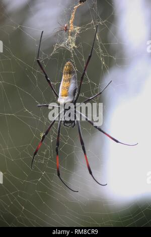 Nastrare zampe Golden Orb-web spider (Nephila senegalensis) a Diani Beach, Kenya Foto Stock