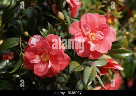 Camellia japonica cultivar a Clyne giardini, Swansea, Wales, Regno Unito. Foto Stock