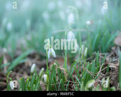 Immagine del primo, fresche blooming snowdrops della stagione. Close-up Foto Stock