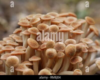 Close-up macro immagine di uno del miele specie di fungo, Armillaria tabescens, il miele Ringless fungo. Foto Stock