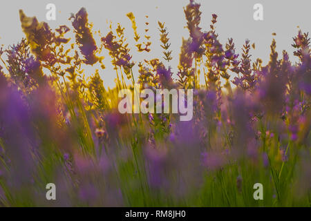 Fuoco morbido di fiori di lavanda sotto la luce dell'alba. Provenza, Francia Foto Stock