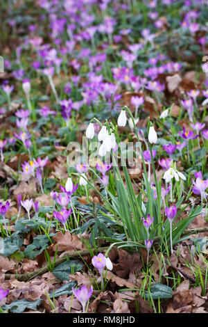 Galanthus S. Arnott. Specie snowdrop crescente tra Crocus. Foto Stock